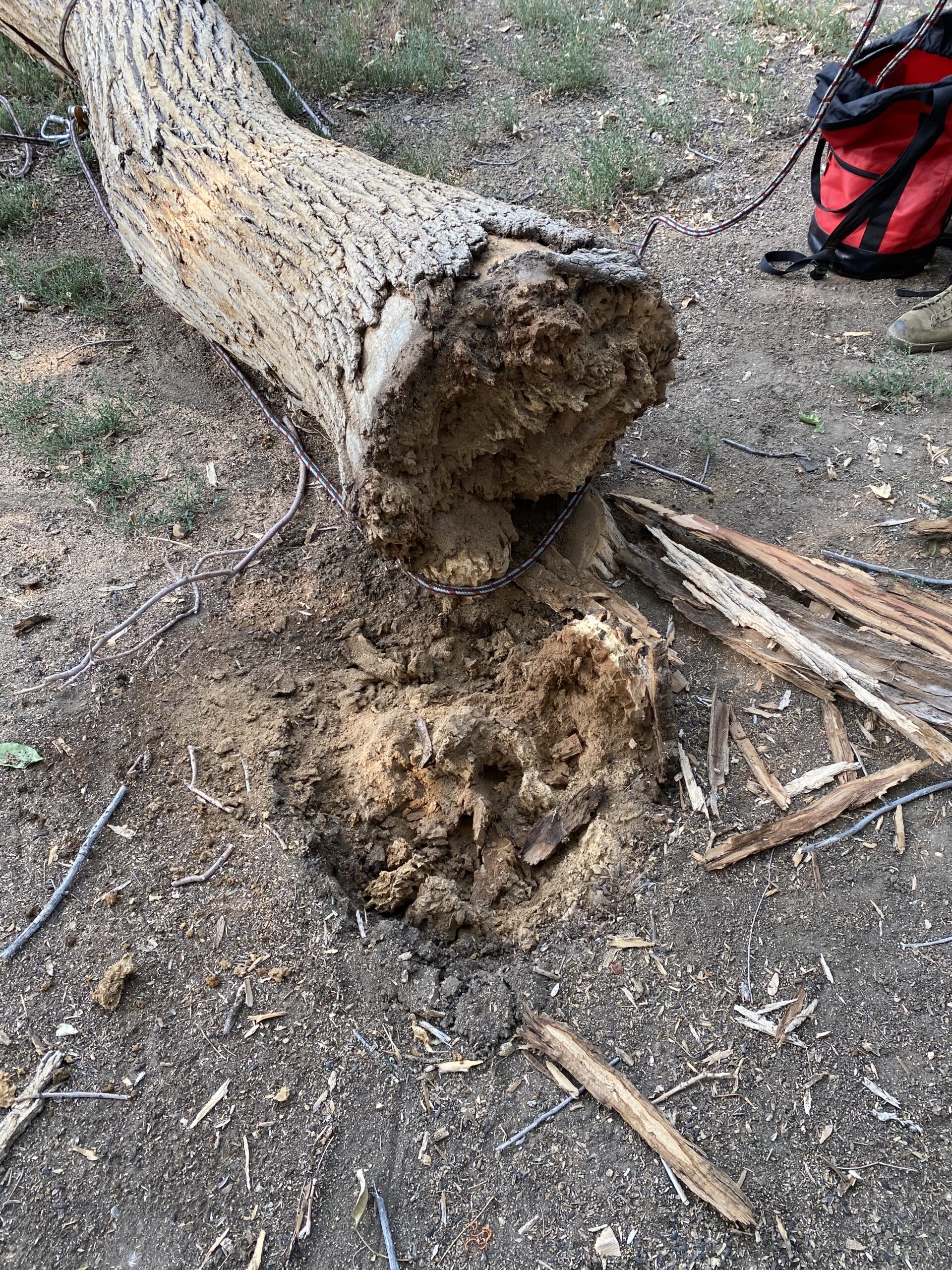 After this tree had died, termites invaded the base. They ate so much that the tree removal team could pull it down with ropes, instead of cutting it down with chainsaws.